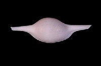 菱角螺藏品圖，第2張